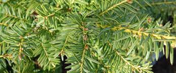 Yew, English Yew Washingtonii