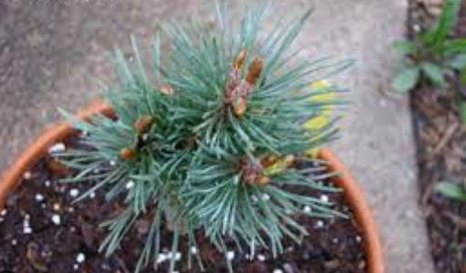 Scots Pine, European Redwood, Scotch Pine Pixie
