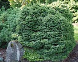 Dwarf Norway Spruce Witches Brood