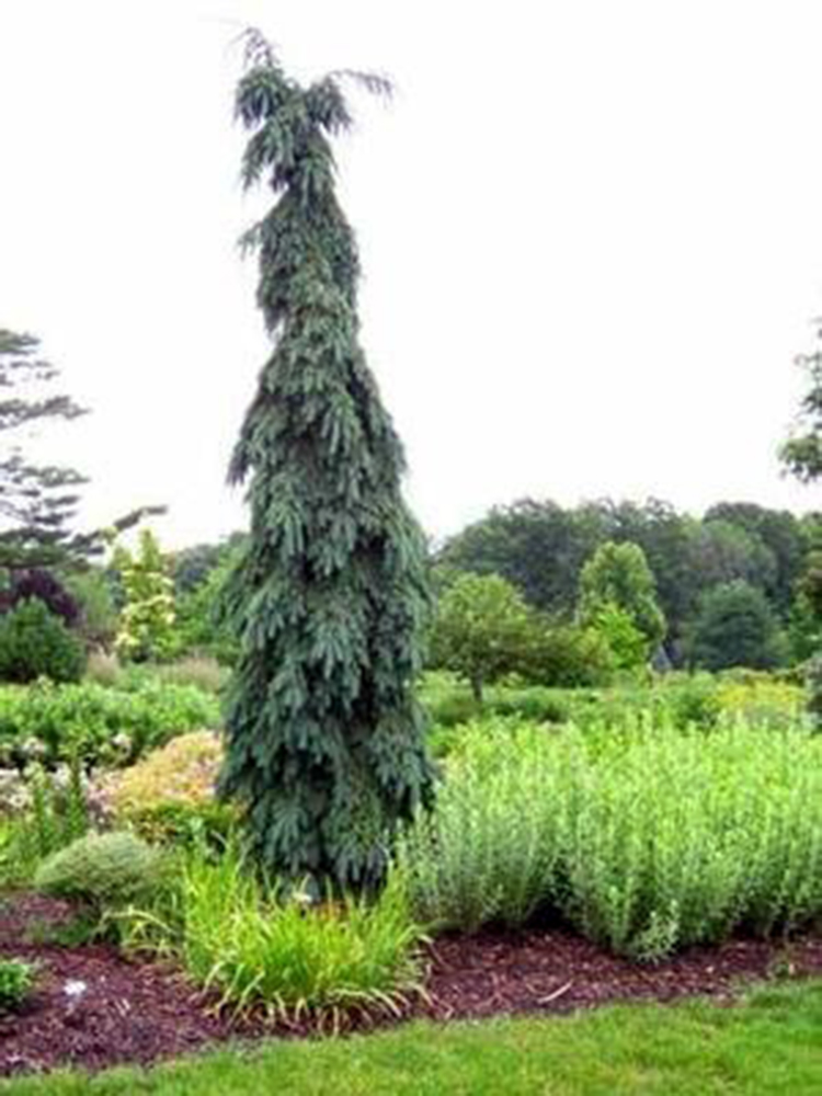 Weeping Serbian Spruce Pendula Bruns