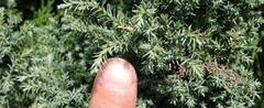 Sawara False Cypress, Boulevard Cypress, Blue Moss Cypress 'Squarrosa Intermedia'