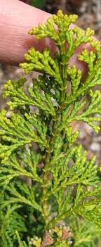 Hinoki False Cypress Golden Fastigiata