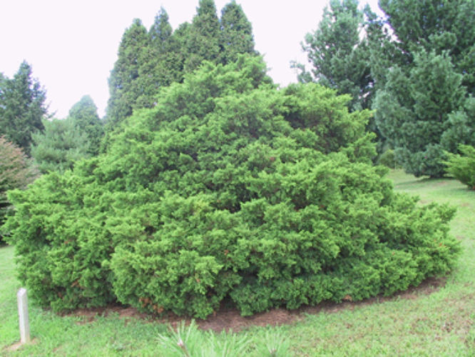 Chinese Juniper Armstrong