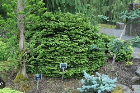 Oriental Spruce Shadows Broom