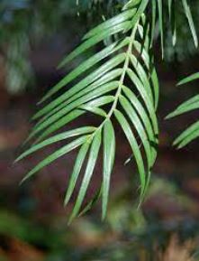 Taiwan Plum Yew