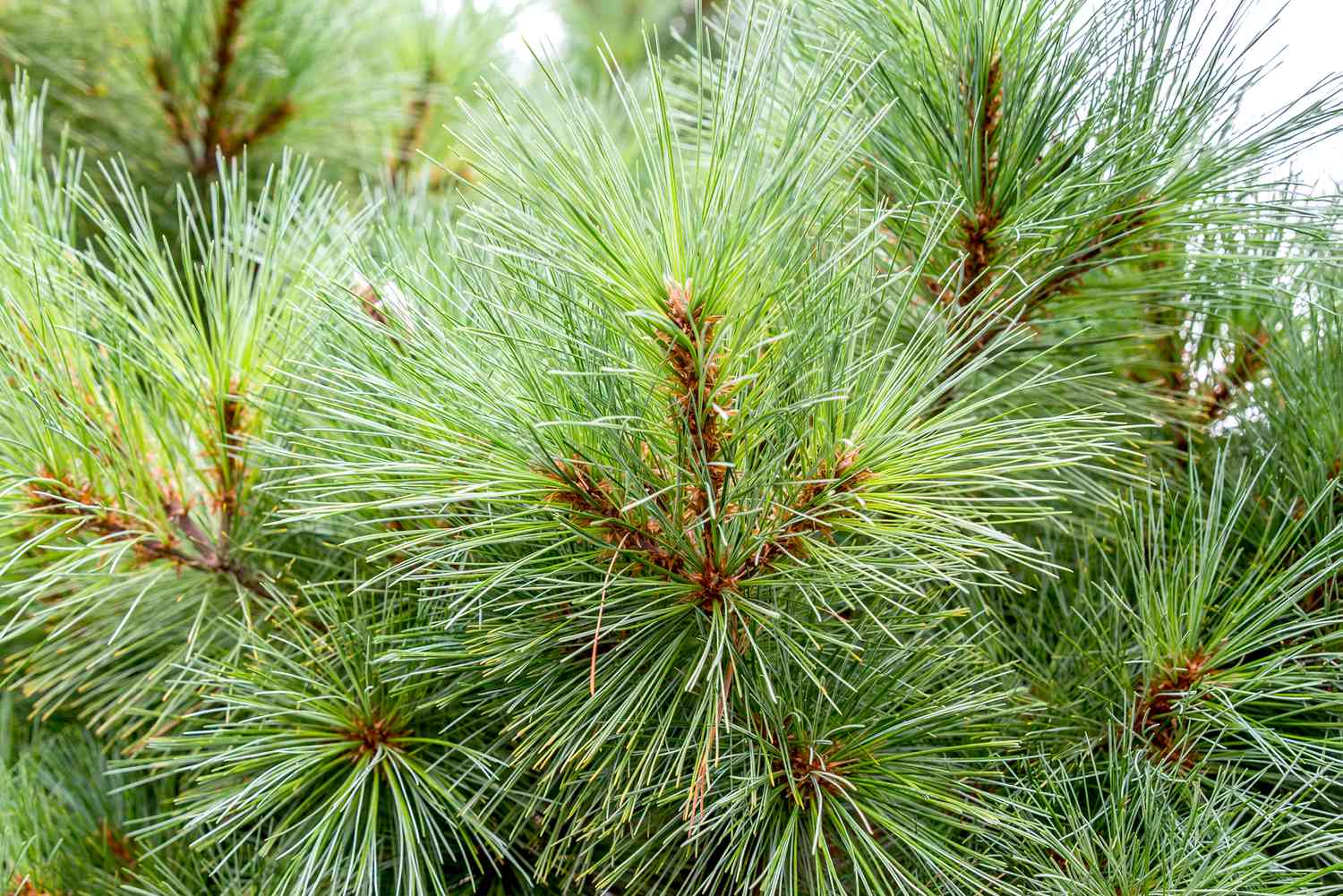 Styles White Pine