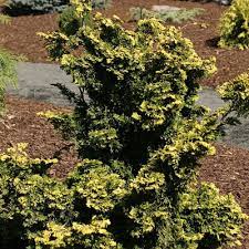 Hinoki False Cypress Golden Nymph