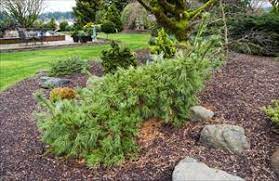 Eastern White Pine Niagara Falls