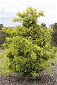 Plum Pine, Brown Pine