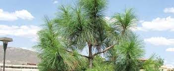 Apache Pine, Arizona Longleaf Pine, Engelmann Pine
