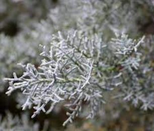 Arizona Cypress, Smooth Cypress Cooks Peak