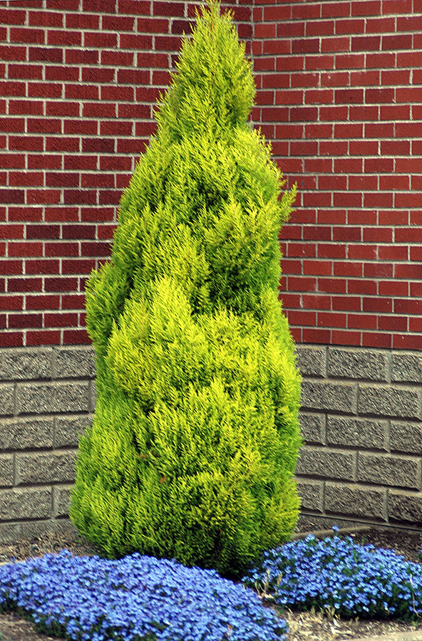 Cupressus, Lemon Cypress, Monterey Cypress Wilma Goldcrest