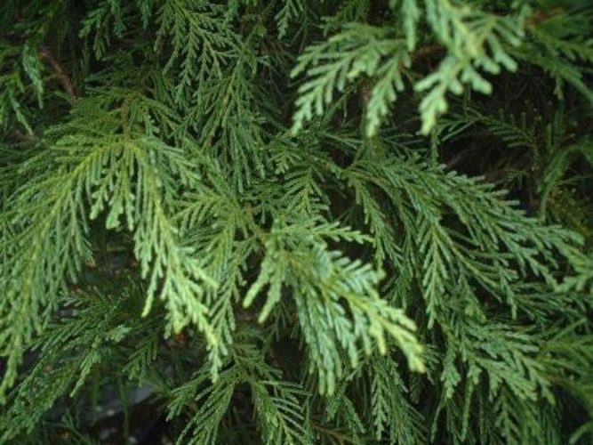 Cupressus, Leyland Cypress Irish Mint
