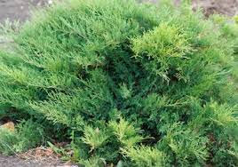Savin Juniper Monard