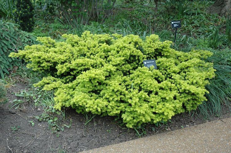 Creeping Juniper, Trailing Juniper, Creeping Cedar Emerald Spreader