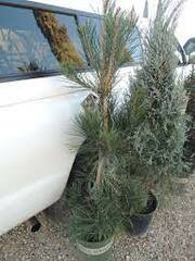 Japanese Black Pine 'Majestic Beauty'