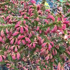 Norway Spruce Rydal