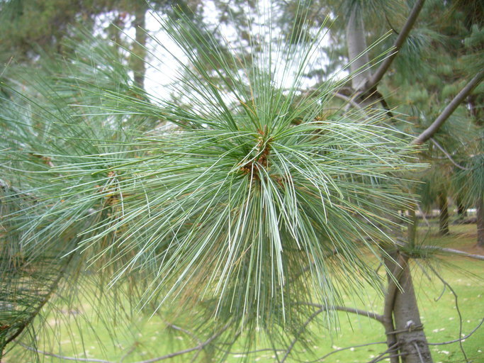 Big Cone Pinyon