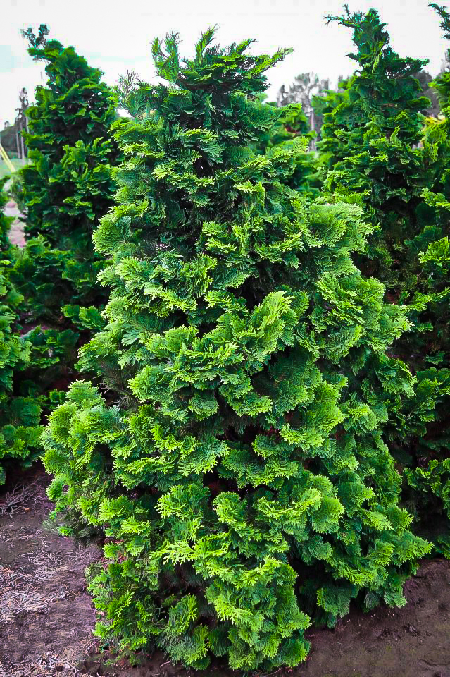 Hinoki False Cypress Compacta