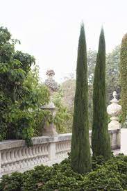 Italian Cypress, Funeral Cypress Monshel