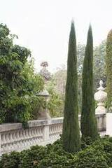 Italian Cypress, Funeral Cypress 'Monshel'