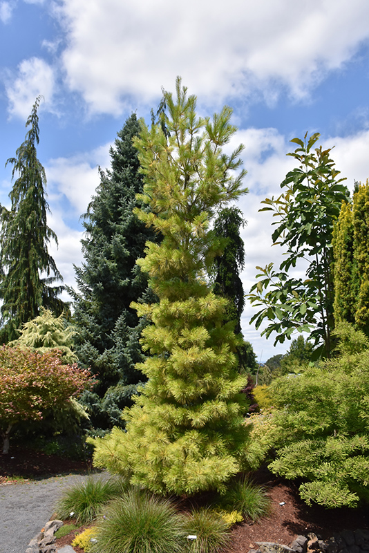 Eastern White Pine Louie