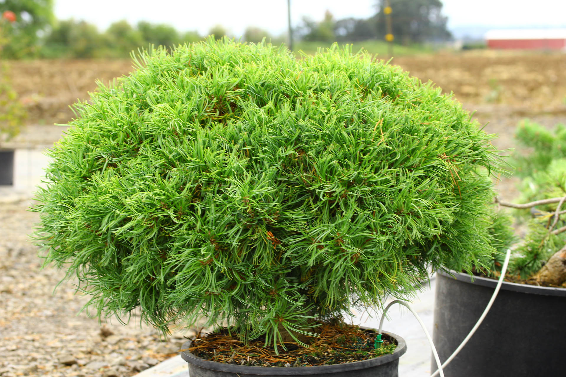 Eastern White Pine Mini Twists