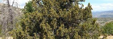 Redberry Juniper, Roseberry Juniper