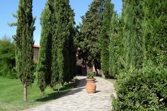 Hinoki False Cypress 'Sarah Verkade'