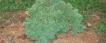 Eastern White Pine UConn