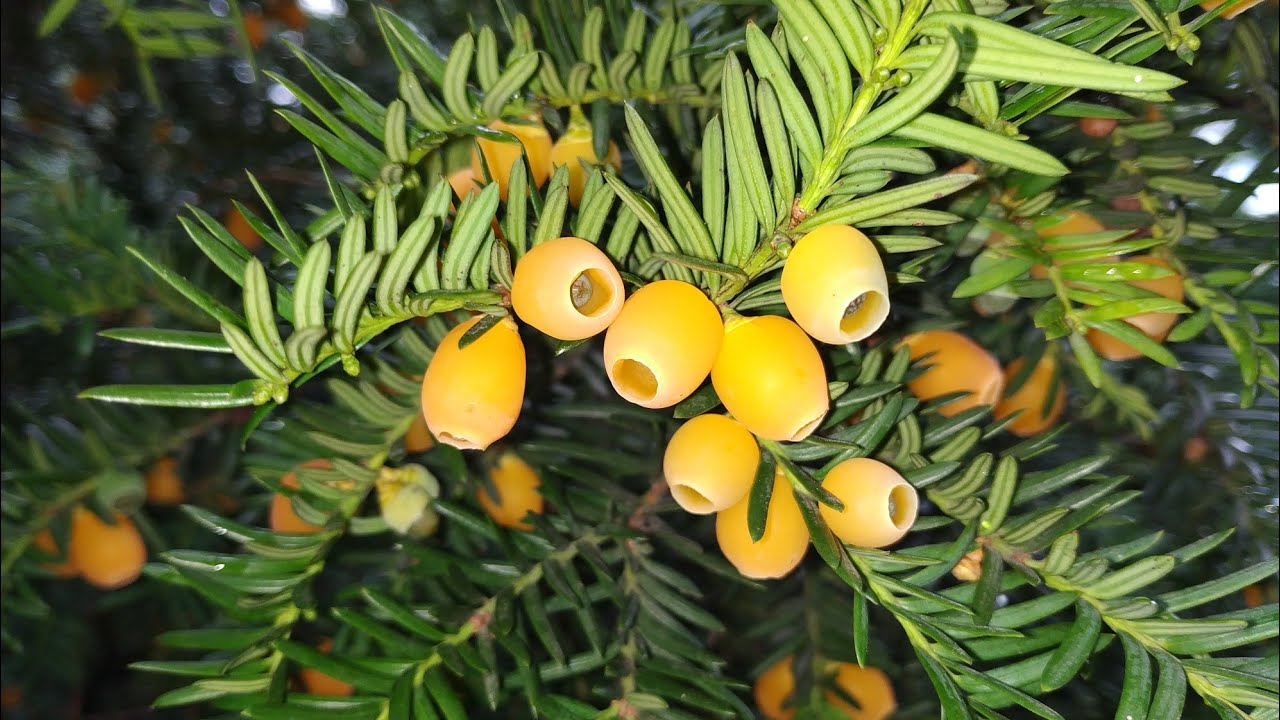 Yew, English Yew Lutea