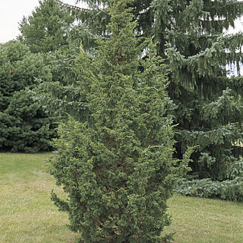 Chinese Juniper Iowa