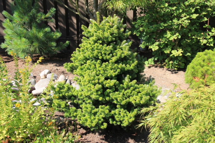 Korean Fir Lippetal