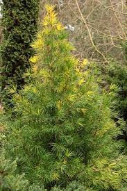 Japanese Umbrella Pine Variegata