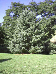 Korean Pine 'Anna'