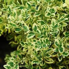 Buxus, Common Boxwood, American Boxwood Aureo-variegata