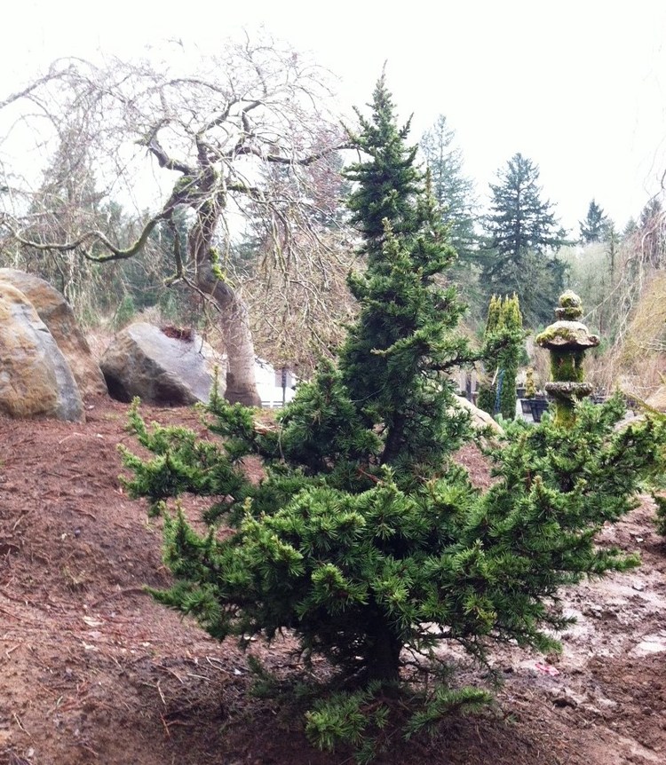 Cedar of Lebanon Green Knight