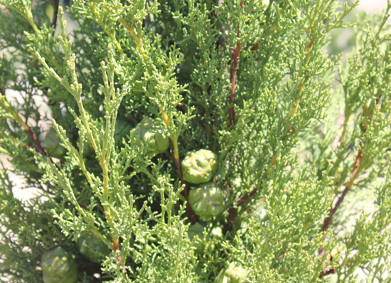 Hardy Italian Cypress Worthiana