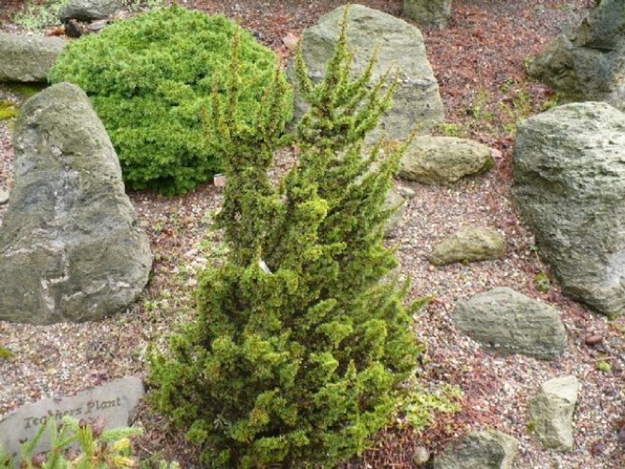 Dwarf Cyprus Cedar Kenwith