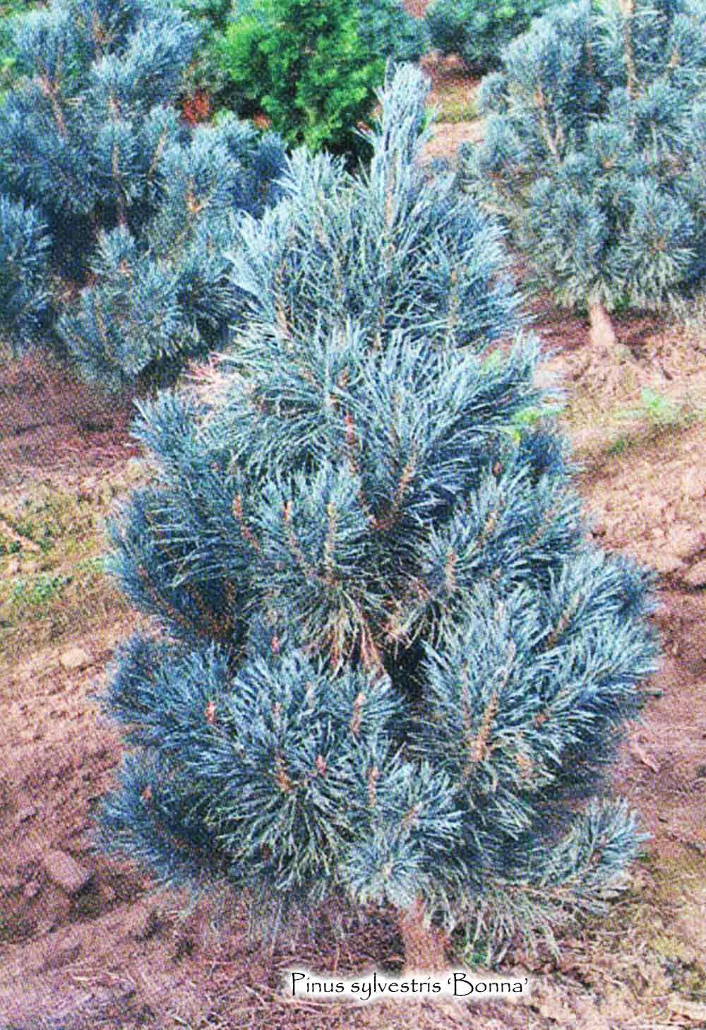 Blue Scotch Pine, Blue Scots Pine Bonna