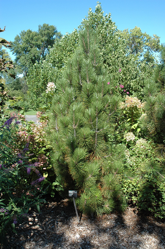 Columnar Bosnian Pine, Narrow Bosnian Pine Iseli Fastigate