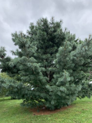 Mexican White Pine, Ayachuite Pine
