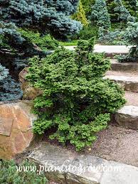 Huss Canadian Hemlock Hussi