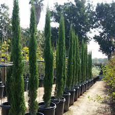 Cupressus, Dwarf Italian Cypress Totem