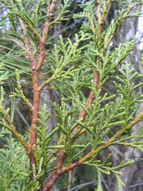 Libocedrus Species, Incense Cedar, Mountain Cedar, New Zealand Cedar