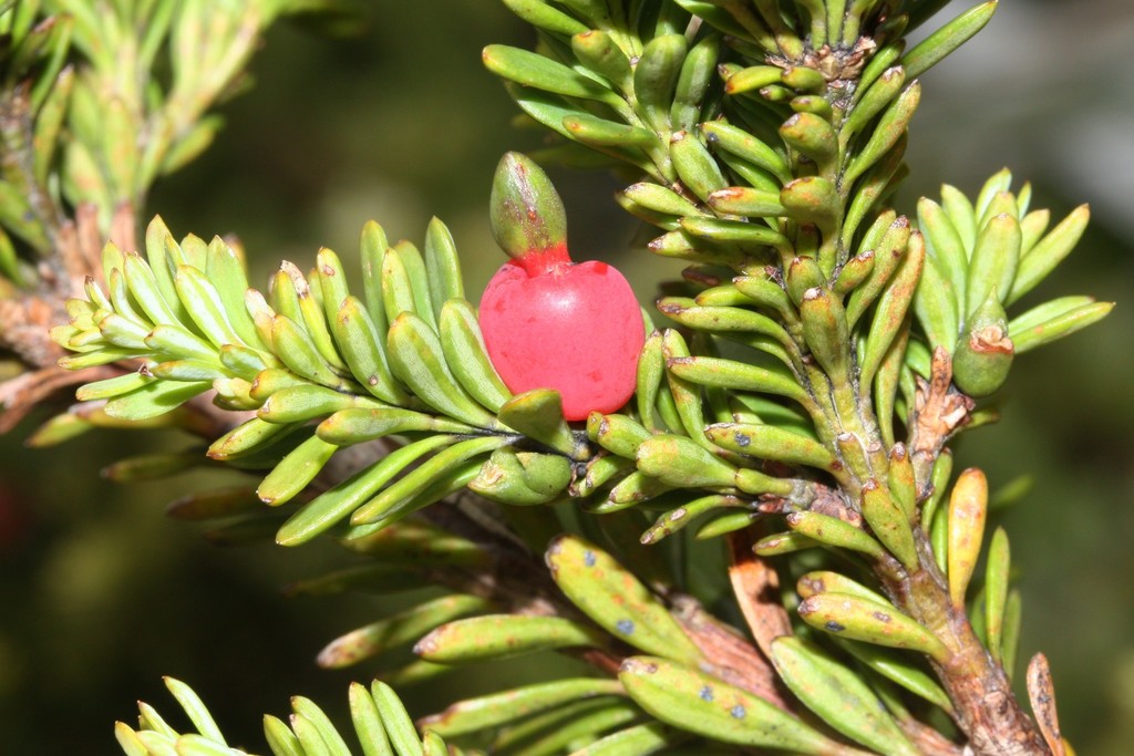 Mountain Plum Pine Young Rusty