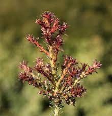 Mountain Plum Pine Red Tip