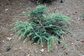 Mountain Plum Pine Purple King
