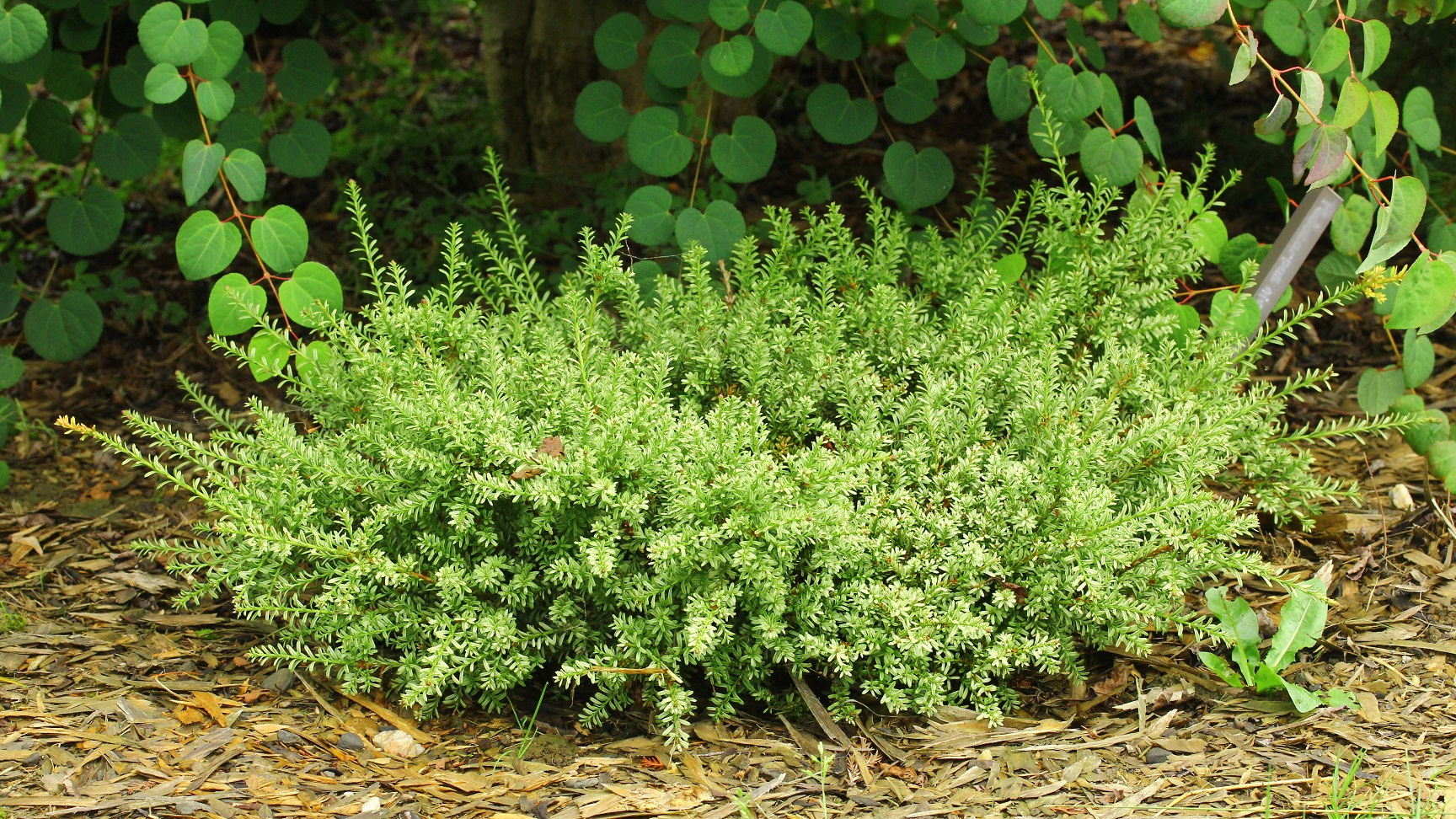 Alpine Totara Kilworth Cream