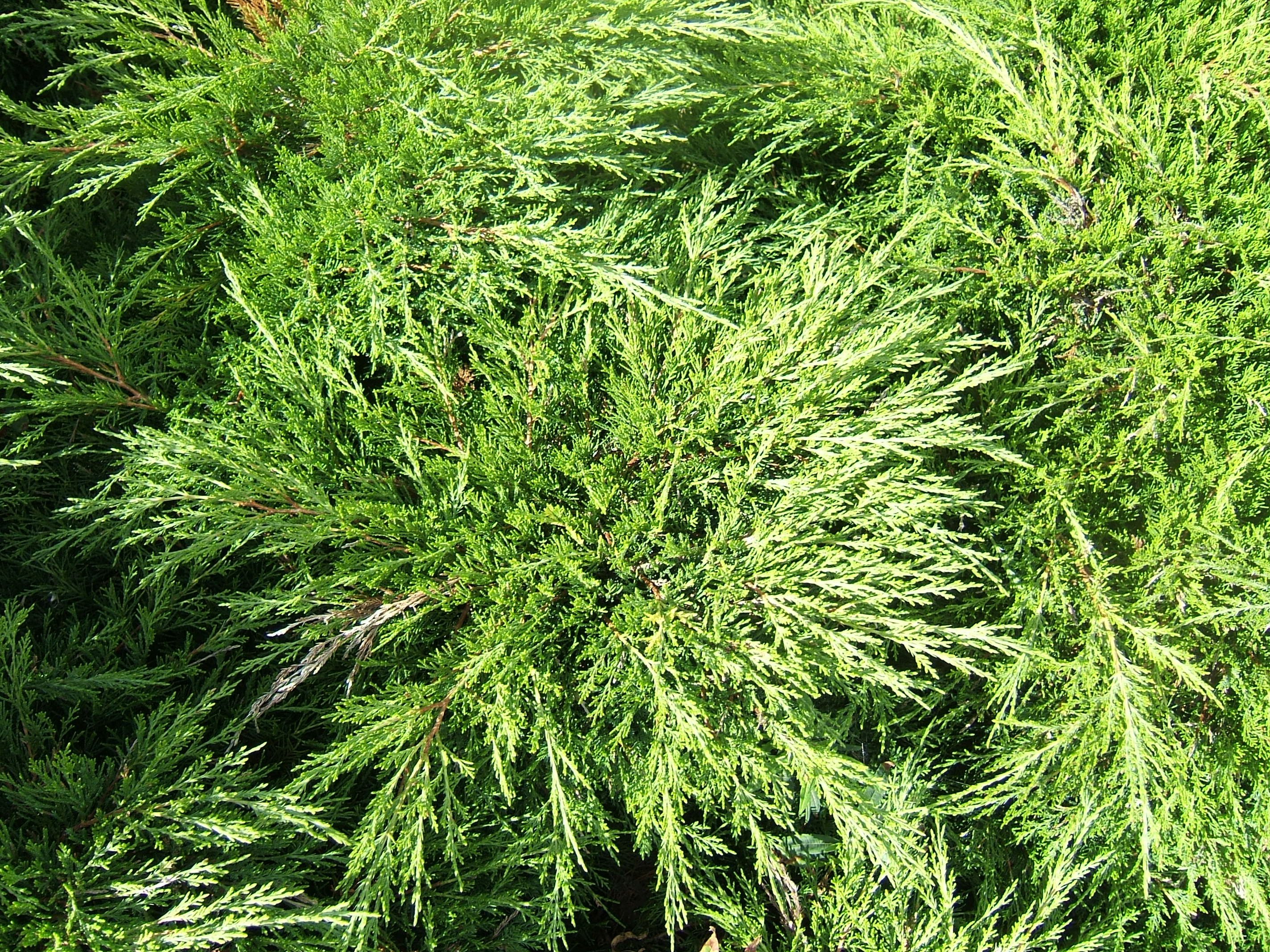 Savin Juniper